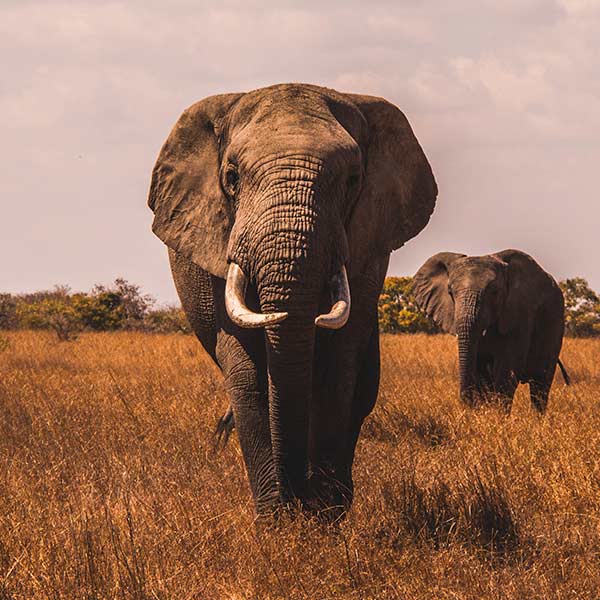 Idefix Safari Travel